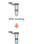 EasyPrep Genomic DNA Extraction Kit