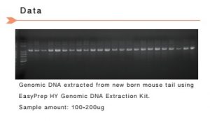 EasyPrep HY Genomic DNA Extraction Kit