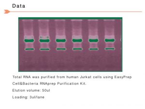 EasyPrep Cell/Bacteria RNA Purification Kit