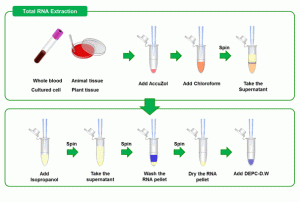 Kit tách ARN từ tế bào máu