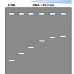 tuong-tac-protein-adn