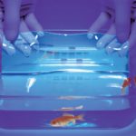 hoa-chat-nhuom-protein-coomassie