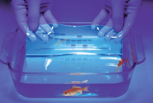 Coomassie Brilliant Blue