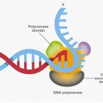 DNA-polymerase-WE41275_Fig5.jpg