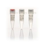 T4 DNA ligase