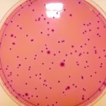 Hoa-chat-Violet-Red-Bile-Glucose-Agar-VRBGA