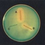 hoa-chat-dnase-test-agar