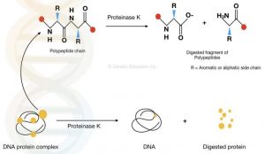 Vai trò của proteinase k trong tách chiết adn