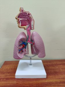Mô hình hệ hô hấp ở người